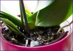 Грижа за орхидея в саксия у дома - грижи, пресаждане, размножаване