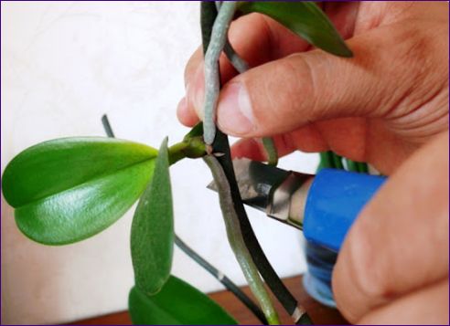 Грижа за орхидеи в саксии - грижа, пресаждане, размножаване