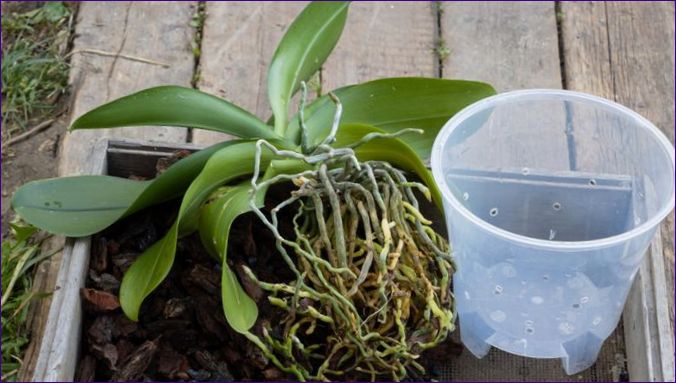 Грижа за орхидея в саксия у дома - грижа, пресаждане, размножаване