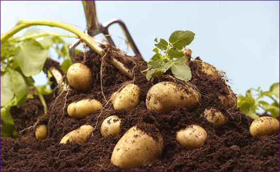 Как да отглеждаме картофи бързо