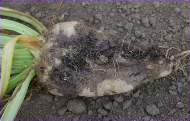 Картофена струпясване: Причини и мерки за борба
