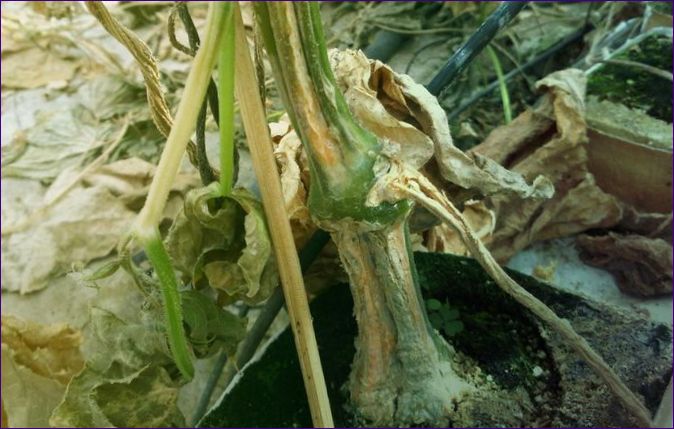 Болести по краставиците и тяхното лечение