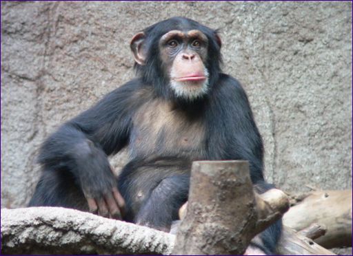 Обикновеното шимпанзе