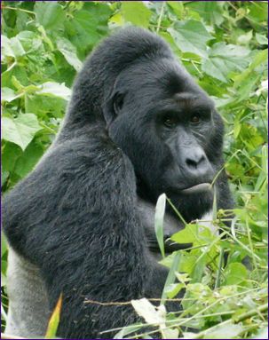 Ориенталска горила