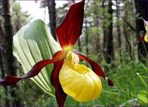Истинската орхидея с дамска пантофка