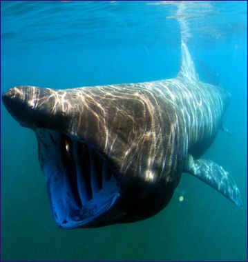 Гигантска акула