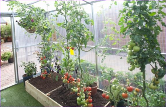 Специални характеристики за отглеждане на домати