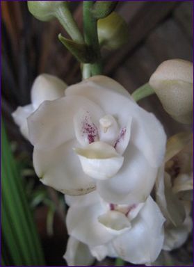 Гълъбовата орхидея (Spirit Orchid)